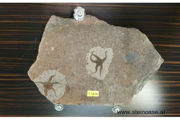 Seesterne versteinert XL